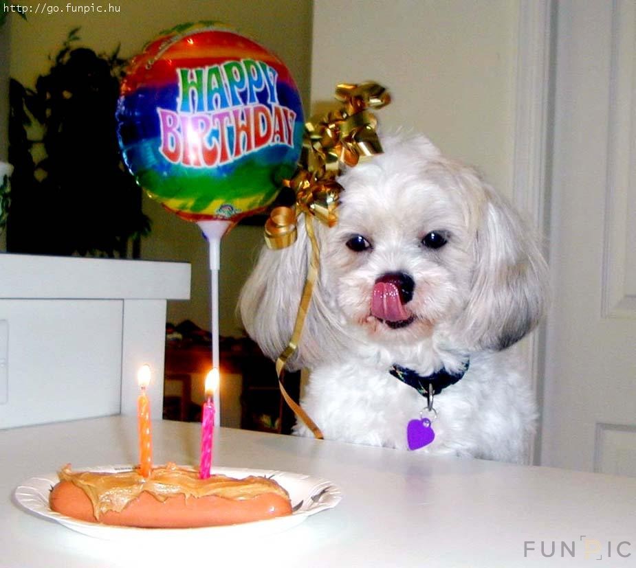 Собака празднует. День рождения собаки. С днём рождения собачки. С днем рождения щенок. Подарок собаке на день рождения.